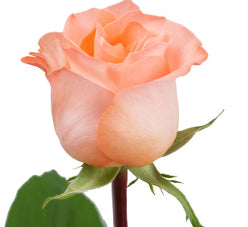 Color Roses Coral Reef Peach 60 Cm