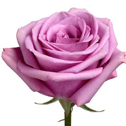 Color Roses Cool Water Lavender 60 Cm