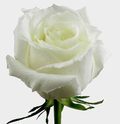 Color Roses Escimo White 50 Cm