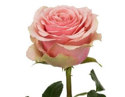 Color Roses Geraldine Pink 50 Cm
