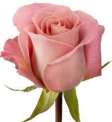 compare product Color Roses Hermosa Pink 60 Cm