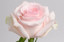 Color Roses Nena Pink Light 60 Cm