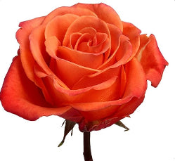 Color Roses Orange Crush Orange 60 Cm