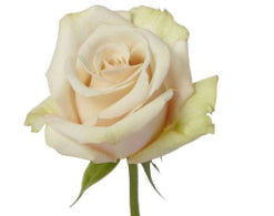 Color Roses Sahara Sand 50 Cm