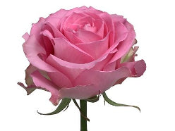 Color Roses Sweet Unique Pink 60 Cm