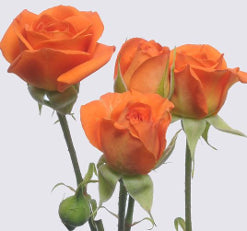 Spray Roses Babe Orange 60 Cm
