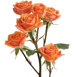 Spray Roses Mambo Orange 50 Cm