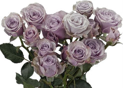 Spray Roses Silver Mikado Lavender 50 Cm
