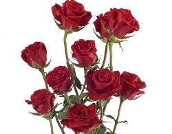 Spray Roses Mikado Red 40Cm