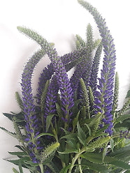 Veronica Skyler Blue 60 Cm