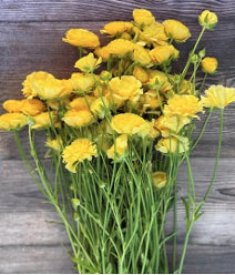 Ranunculus Moderna Butterfly Miele Yellow 60Cm