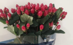 Hypericum Illusion Series Ruby Red 60Cm