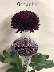 compare product Chrysantemum Cremon Ganache Dark Purple 70 Cm