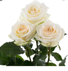 Garden Rose Candlelight Yellow creamy yellow 60 Cm