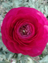 compare product Ranunculus Elegance Hot Pink 35/45 Cm