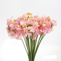 Sweet Pea Miki Light Pink 35/42 Cm