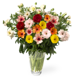Ranunculus Butterfly Assorted 50/60 Cm