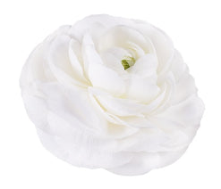 compare product Ranunculus Success Cloni White 45/55 Cm