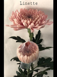 Chrysantemum Cremon Linette Peach-pink 70Cm