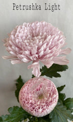 Chrysantemum Cremon Petrushka Baby Pink 70 Cm