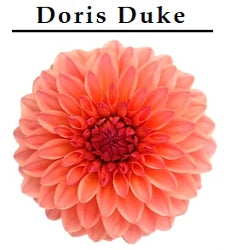 Dahlias Procona Doris Duke Coral 40/60 Cm