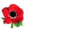 Anemone Mistral Red 35/40 Cm