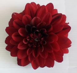 Dahlias Procona Karma Chocolate Burgundy 45/55 Cm