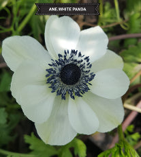 Anemone Mistral Panda White 35/45 Cm