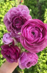 compare product Ranunculus Amandine Lilie Purple 45 Cm