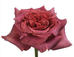 Color Roses Razzmatazz Brown 60 Cm