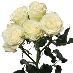Spray Roses White Majolica White 50 Cm