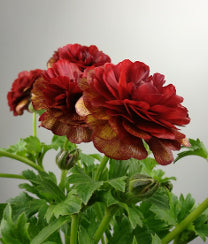 compare product Ranunculus Butterfly Hades Red 50 Cm