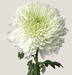 compare product Chrysantemum Cremon Magnum White 70Cm