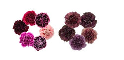 Carnation Thrill Assorted Select