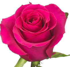 Color Roses Gotcha Hot Pink 60 Cm