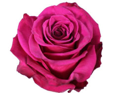 Color Roses Roseberry Pink Hot 60 Cm