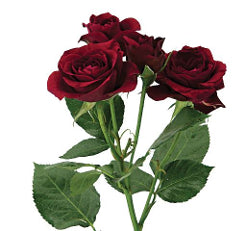 Spray Roses Rubicon Red 40 Cm