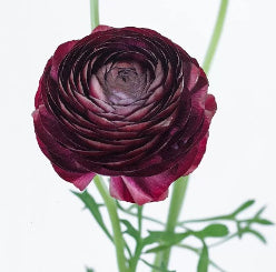 Ranunculus Elegance Purple 35/45 Cm