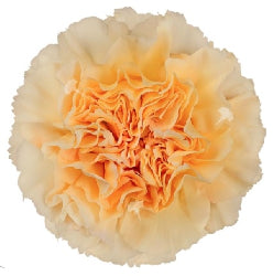 Carnation Crimea Peach Select