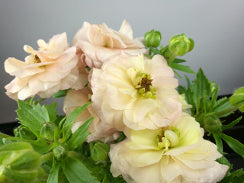 Ranunculus Butterfly Ariadne Blush 50 Cm
