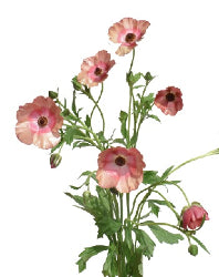Ranunculus Butterfly Magical Cinnamon Bicolor red-salmon 70Cm