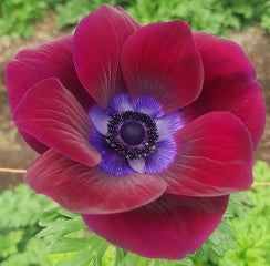 Anemone Marianne Bordeaux Burgundy 45 Cm