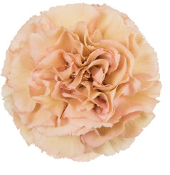 Carnation Lege Marrone Blush Beige Select