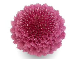 compare product Scabiosa Open Cut Focal Popsicle Medium Pink 50/60 Cm