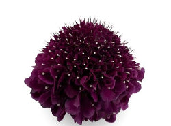 Scabiosa Open Cut Dark Purple 50/60 Cm