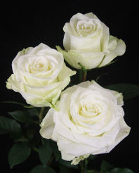 compare product Color Roses Mia White 50 Cm