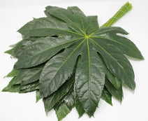 compare product Aralia 