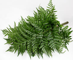 compare product Pittisporum Green - 10 Pack