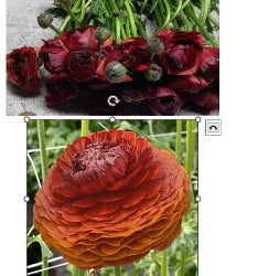 Ranunculus Elegance Cioccolato Rust 40 Cm