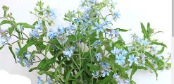 compare product Tweedia Blue 40/60 Cm